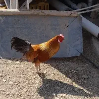 ۴خروس کوردی