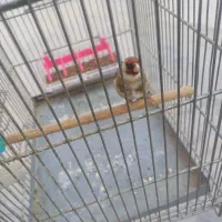 سهره سرسیاه درشت و دم قاشقی تازه صاف دهن زن.|پرنده|برازجان, |دیوار