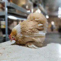 کوشین و جاپنیز|حیوانات مزرعه|خمینی‌شهر, |دیوار
