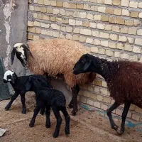 دورآس شیشک شکم اول|حیوانات مزرعه|اسفرورین, |دیوار