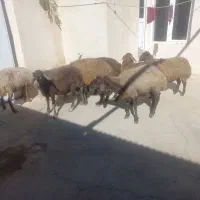 میش داشتی|حیوانات مزرعه|کلیائی, |دیوار