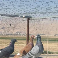 کفتر یا کبوتر پلاکی|پرنده|شیراز, وزیرآباد|دیوار
