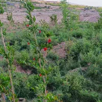 باغ-500متردرخلج-اباد