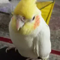 عروس هلندی فول دستی|پرنده|تربت جام, معدآباد|دیوار