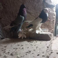 دوجفت کفتر معاوضه با ماده دوکت تهرونی|پرنده|یزد, |دیوار