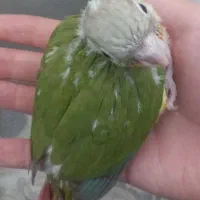 جوجه سرلاکی گیرینچیک اناناسی فول رد قرمز|پرنده|شهریار, شهریار|دیوار