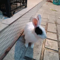 خرگوش بازیگوش