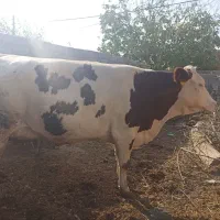 گاو|حیوانات مزرعه|آشخانه, |دیوار