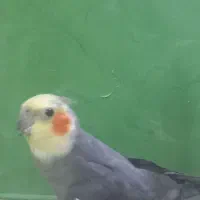 عروس صحبتی معاوضه با مرغ عشق