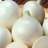بذر پیاز سرحد