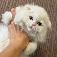 اسکاتیش موبلند