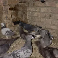 کبوتر فروشی|پرنده|سراوان, |دیوار