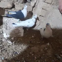 کفتر|پرنده|جلگه رخ, |دیوار