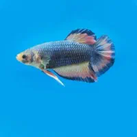 فایتر ماده آماده تخم ریزی آبی زیبا