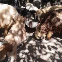 بره و کهره