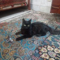 گربه سیاه پیدا شده