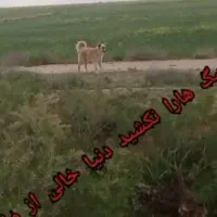 سگ نر قدرجونی|سگ|رودشت (چهارمحال و بختیاری), |دیوار