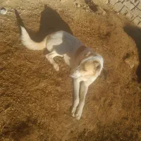 سگ  کوتر|سگ|رستاق, |دیوار