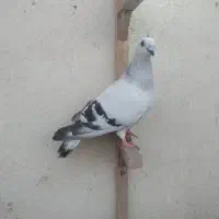 کبوتر ک ف ت ر|حراج|مشهد, محمدآباد|دیوار