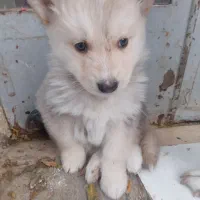 توله سگ هاسکی مالاموت