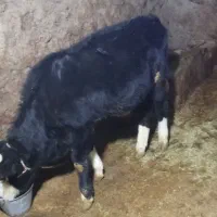 گوساله|حیوانات مزرعه|اردل, |دیوار