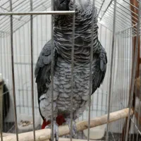 طوطی کاسکو