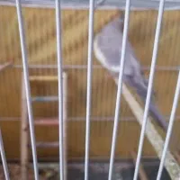 عروس هلندی|پرنده|مشهد, شهرک ابوذر|دیوار