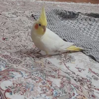 عروس هلندی