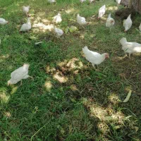 فروش مرغ تخم گزار سفید