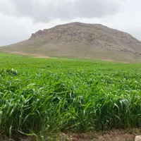 زمین|فروش زمین و ملک کلنگی|بهار, |دیوار