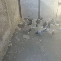 پرنده|پرنده|شیراز, میرزاکوچک خان|دیوار