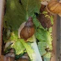 حلزون برای پرورش و درمانی برای پوست