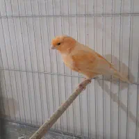 قناری رد فاکتور