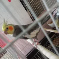 عروس هلندی گمشده