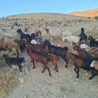 فروش ۳۰ عدد بز جوان با کهره|حیوانات مزرعه|کوار, |دیوار