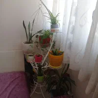 شلف گل|گل و گیاه طبیعی|اسکو, |دیوار