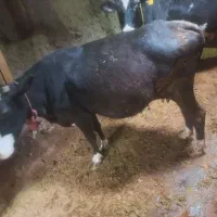 فروش گاو نر و ماده