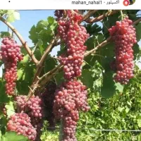 هرس کاری و تمیز کاری باغ|خدمات باغبانی و درختکاری|آبیک, |دیوار