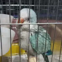 طوطی راهب|پرنده|تهران, خواجه نظام الملک|دیوار