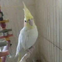 فروش عروس هلندی