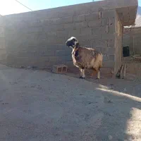 یک راس میش ترکی