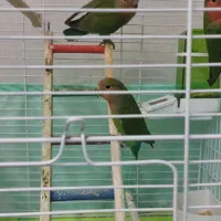 فروش پرنده|پرنده|چاف و چمخاله, |دیوار