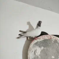 کبوتر