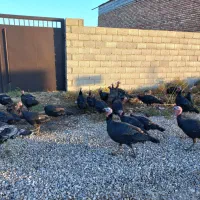 بوقلمون|حیوانات مزرعه|گنبد کاووس, |دیوار