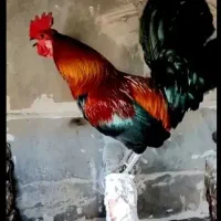 تخم نطفه دار