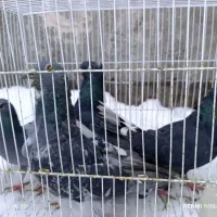 کفتر کرمونی و کفتر صید قلدر|پرنده|مشهد, کشاورز|دیوار