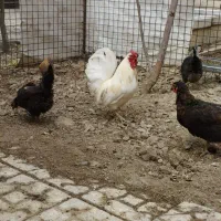 خروس معاوضه با مرغ گلین