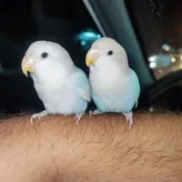 طوطی کوتوله