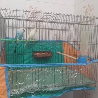 معاوضه مرغ عشق یافروش