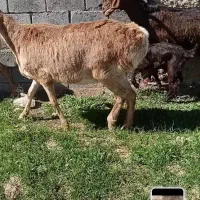 ۷ راس میش چینی۱ راس شیشک قوچ چینی